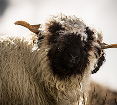 黑面羊 Blacknose Sheep